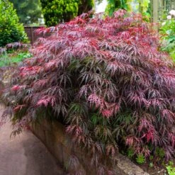 Red Select Japanese Maple Tree -Plant Sales Store Japanese Red Select 5