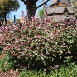 Jazz Hands® Variegated Loropetalum 6 Jazz Hands® Variegated Loropetalum -Plant Sales Store Jazz Hands loropetalum 1 FGT
