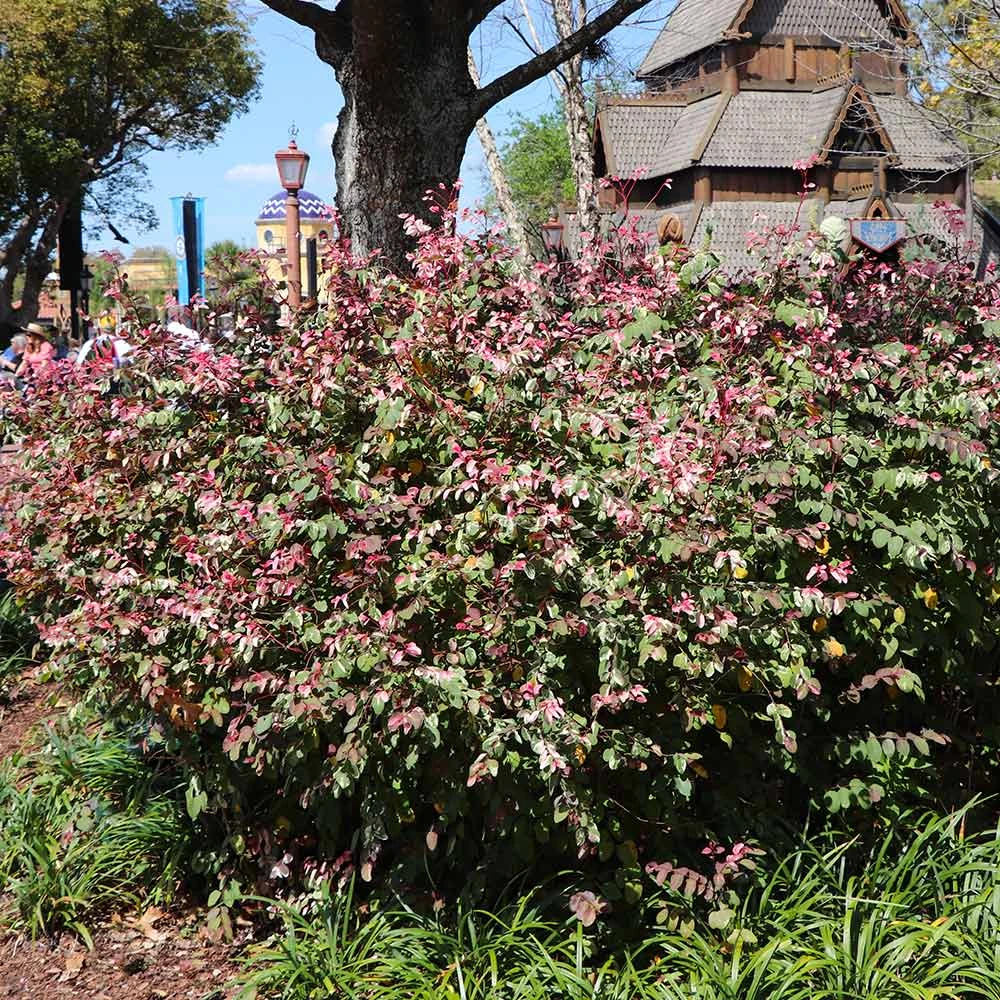Jazz Hands® Variegated Loropetalum 3 Jazz Hands® Variegated Loropetalum - Image 3