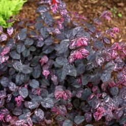 Jazz Hands® Variegated Loropetalum 7 Jazz Hands® Variegated Loropetalum -Plant Sales Store Jazz Hands loropetalum 4 FGT