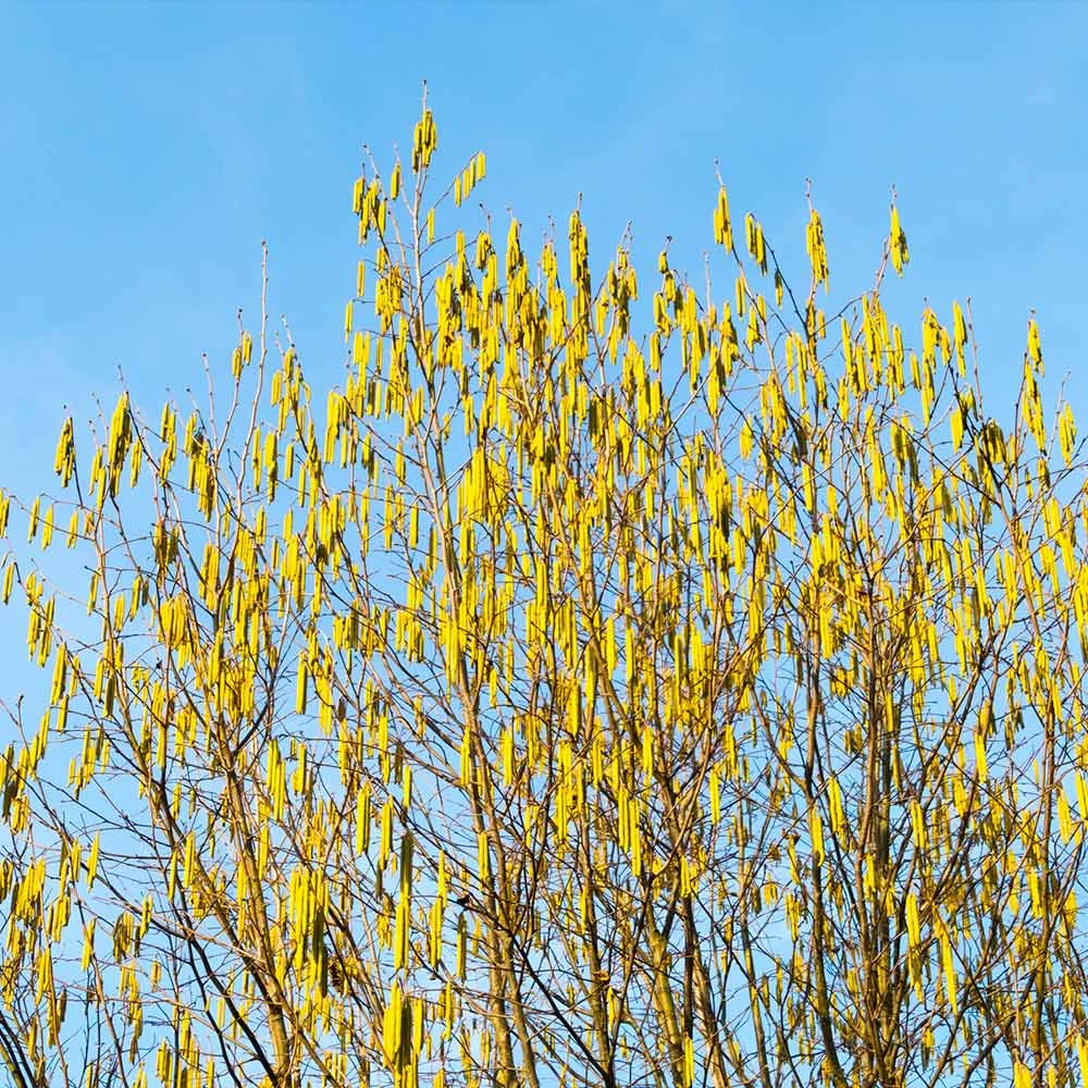 Jefferson Filbert Hazelnut Tree 6 Jefferson Filbert Hazelnut Tree - Image 6