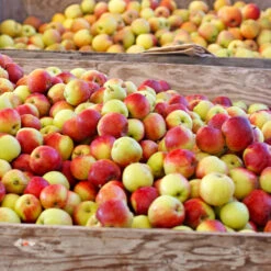 Jonagold Apple Tree -Plant Sales Store Jonagold Apple 6