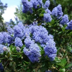 Creeping Mountain Lilac -Plant Sales Store Joyce Coulter California Lilac 2