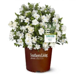 Jubilation™ Gardenia Shrub -Plant Sales Store Jubilation Gardenia 1