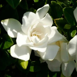 Jubilation™ Gardenia Shrub -Plant Sales Store Jubilation Gardenia 3