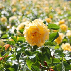 Julia Child Rose -Plant Sales Store Julia Child Rose 4