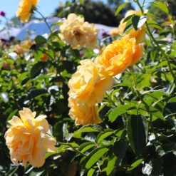 Julia Child Rose Tree -Plant Sales Store Julia Child Rose Tree 8