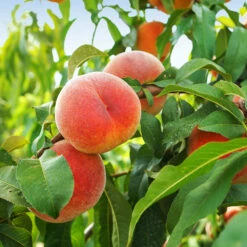 June Gold Peach Tree 7 June Gold Peach Tree -Plant Sales Store June Gold peaches 1