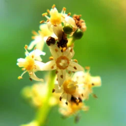 June Plum Tree -Plant Sales Store June Plum 6