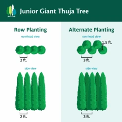 Junior Giant Thuja Tree -Plant Sales Store JuniorGiantThujaTree