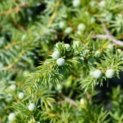 Blue Pacific Juniper -Plant Sales Store Juniper Blue Pacific 1