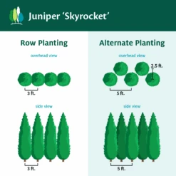 Skyrocket Junipers -Plant Sales Store Juniper Skyrocket