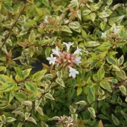 Kaleidoscope Abelia Shrub 6 Kaleidoscope Abelia Shrub -Plant Sales Store Kaleidoscope Abelia 2 FGT