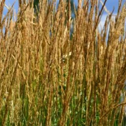 Karl Foerster Grass 6 Karl Foerster Grass -Plant Sales Store Karl Foerster Grass 2