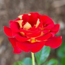 Ketchup And Mustard Rose Shrub -Plant Sales Store Ketchup and Mustard Rose 1 FGT