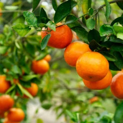 Kishu Mandarin Tree (Seedless) -Plant Sales Store Kishu Mandarin Tree 4