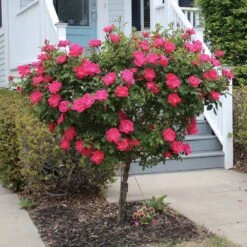 Knock Out® Rose Tree -Plant Sales Store Knockout Rose Tree Red 2 FGT