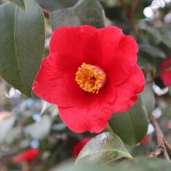 Korean Fire Camellia Shrub 7 Korean Fire Camellia Shrub -Plant Sales Store Korean Fire Camellia 3