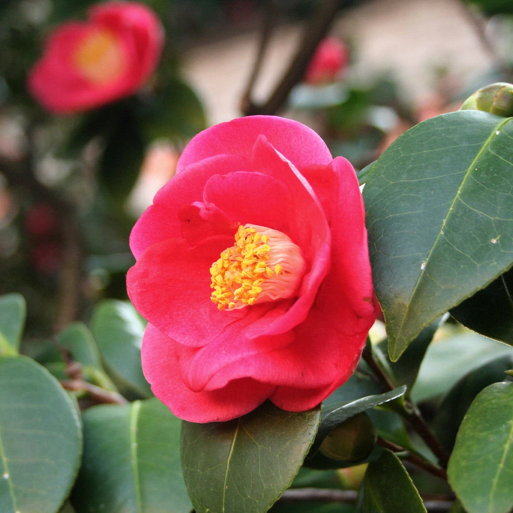 Korean Fire Camellia Shrub 3 Korean Fire Camellia Shrub - Image 3