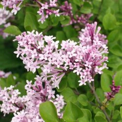 Dwarf Korean Lilac Shrub -Plant Sales Store Korean Lilac 2