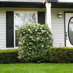 Korean Spice Viburnum Shrub -Plant Sales Store Korean Spice Viburnum 1