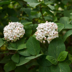 Korean Spice Viburnum Shrub -Plant Sales Store Korean Spice Viburnum 3