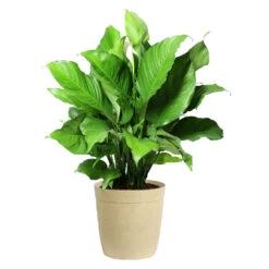 Peace Lily Plant 15 Peace Lily Plant -Plant Sales Store LIL PEA.10 Beige Delilah