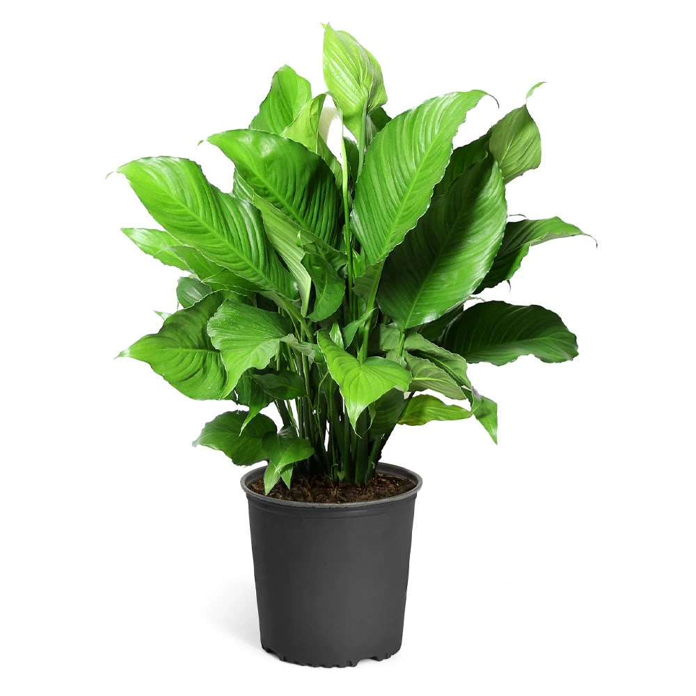 Peace Lily Plant 7 Peace Lily Plant - Image 7