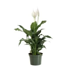 Peace Lily Plant 19 Peace Lily Plant -Plant Sales Store LIL PEA.6