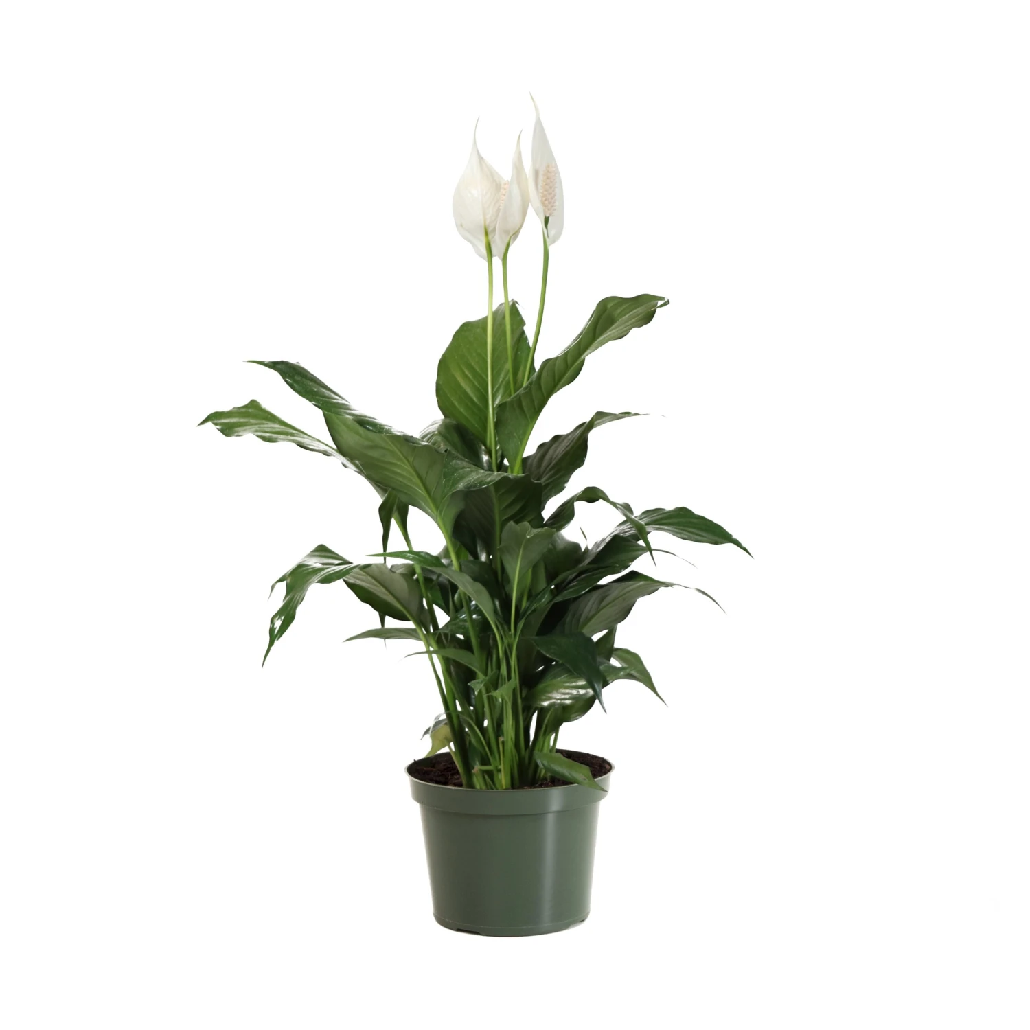 Peace Lily Plant 10 Peace Lily Plant - Image 10