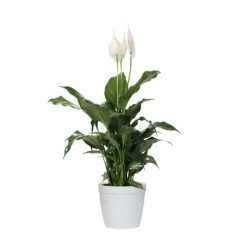 Peace Lily Plant 17 Peace Lily Plant -Plant Sales Store LIL PEA1 delilah white