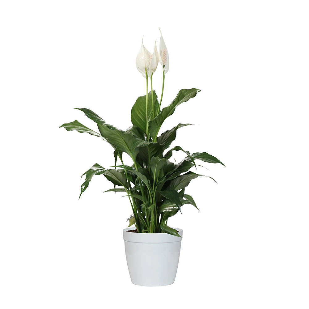 Peace Lily Plant 8 Peace Lily Plant - Image 8