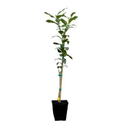 Key Lime Tree 15 Key Lime Tree -Plant Sales Store LIM KEY 12 QT