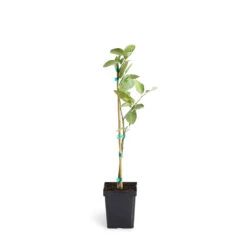 Persian 'Bearss' Lime Tree 12 Persian 'Bearss' Lime Tree -Plant Sales Store LIM PER 12 1QT
