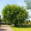 Lacebark Chinese Elm Tree