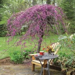 Lavender Twist® Weeping Redbud Tree -Plant Sales Store Lavender Twist Redbud 1