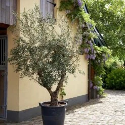Lecciana Olive Tree -Plant Sales Store Lecciana Olive Tree 2