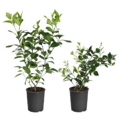 Meyer Lemon + Key Lime Bush Pack -Plant Sales Store Lemon and LimeBushes 5ed8c5a7 14fa 4c58 93bb 9b06a0c16cba
