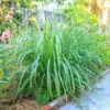 Lemon Grass Plant (Cymbopogon Citratus)