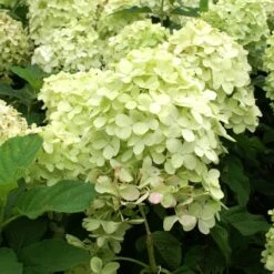 Limelight Hydrangea Shrub 9 Limelight Hydrangea Shrub -Plant Sales Store Limelight Hydrangea 2 FGT