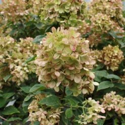 Limelight Hydrangea Shrub 12 Limelight Hydrangea Shrub -Plant Sales Store Limelight Hydrangea 3 FGT