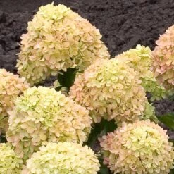 Little Lime® Hydrangea Shrub 10 Little Lime® Hydrangea Shrub -Plant Sales Store Little Lime Hydrangea 2 FGT