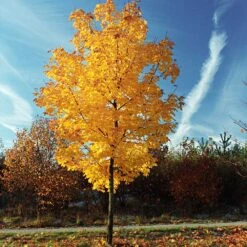 Tulip Poplar 'Little Volunteer' -Plant Sales Store Little Volunteer Poplar 3