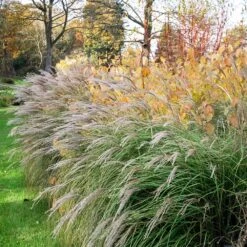 Little Kitten Maiden Grass -Plant Sales Store Little kitten Madien Grass 1