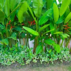 Lobster Claw Plant 9 Lobster Claw Plant -Plant Sales Store Lobster Claw 9