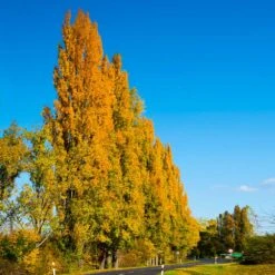 Lombardy Poplar Tree -Plant Sales Store Lombardy Poplar 5 FGT