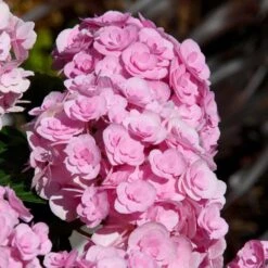 Love Hydrangea -Plant Sales Store Love Hydrangea 2 FGT