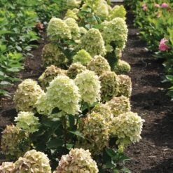 Magical® Candle Hydrangea Shrub -Plant Sales Store Magical Candle 3