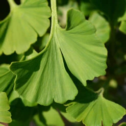 Ginkgo Biloba 'Mariken' Tree -Plant Sales Store Mairken Ginkgo 4 FGT