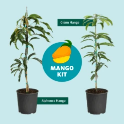 Alphonso Mango -Plant Sales Store Mango Kit Graphic dc77f6db ee29 43d2 85de 9f3718171195